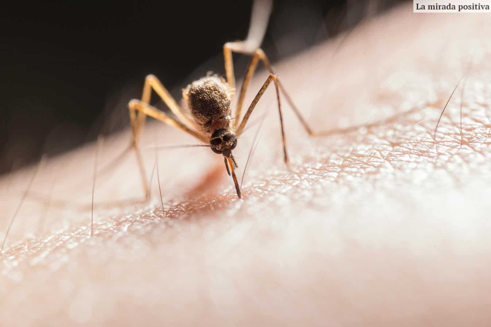 Qué mosquitera escoger para puertas
