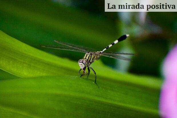 Qué mosquitera escoger para mis puertas