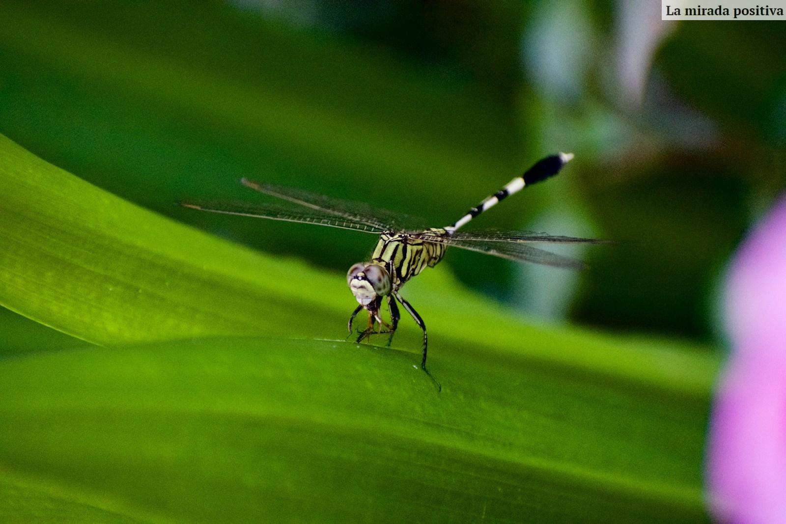Qué mosquitera escoger para mis puertas