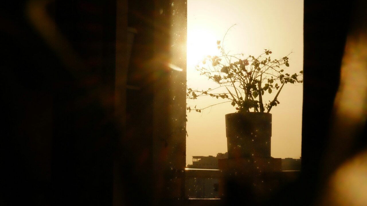 Planta junto a una ventana con luz de mañana, imagen para frases positivas